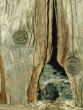 Buy House Mouse at AllPosters.com