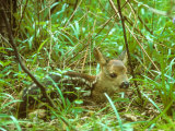 Buy Roe Deer, Fawn at AllPosters.com