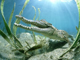 Saltwater Crocodile, Papua New Guinea