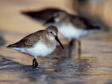 Buy Western Sandpiper, Florida, USA at AllPosters.com