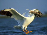 Buy American White Pelican, Texas, USA at AllPosters.com