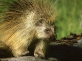 Porcupine, Montana
