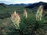 Buy Yucca, Chihuahua Desert, USA at AllPosters.com