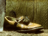 Buy House Mouse in Shoe at AllPosters.com