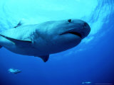 Buy Tiger Shark, Aliwal Shoal, South Africa at AllPosters.com