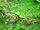 Buy Rabbits, Pair at AllPosters.com