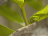 Green Gecko, New Zealand