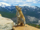 Buy Least Chipmunk, Rocky Mountains, Colorado at AllPosters.com