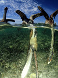 Brown Pelican, Baja California, Mexico