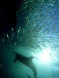 Common Dolphin, Hunting, South Africa