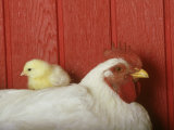 Baby Chicken Sitting on Top of Rooster