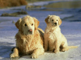 Golden Retriever, Female and Pup on Frozen Stream