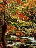 Fall Colour Along Middle Prong of Little River, USA