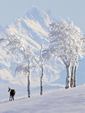 Buy Chamois on Snowy Hillside with Mountain Background, Switzerland at AllPosters.com