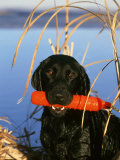 Buy Black Labrador with Retrieving Bumper, Montana at AllPosters.com
