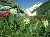 Buy Elder-Flowered Orchid, Red & Yellow Forms, French Pyrenees at AllPosters.com