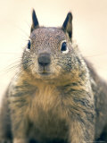 Beecheys Ground Squirrel, Close up Portrait, California, USA