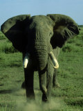 Elephant, Musth Bull Charging, Kenya