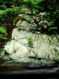 Buy Mountain Laurel, Along Little River, USA at AllPosters.com