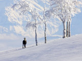 Buy Chamois on Snowy Hillside with Mountain Background, Switzerland at AllPosters.com