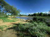 Helitropium Stevdnerii on Bank of Uaso Nyiro River, Africa