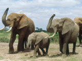 African Elephant, Smelling the Air, Kenya