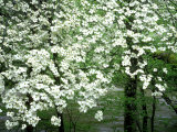 Buy Dogwood Tree, Great Smoky Mnts National Park, USA at AllPosters.com