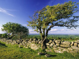Windswept Tree and Dry Stone Wall, Dartmoor, UK