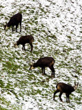 Buy Chamois, Grazing in Snow, Switzerland at AllPosters.com