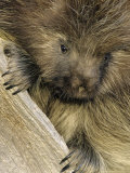 Buy Porcupine, Portrait of Sub Adult on Log, Montana, USA at AllPosters.com