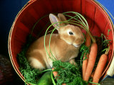 Buy Mini-Rex Rabbit at AllPosters.com