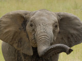 Buy African Elephant, Portrait of Young Elephant, Kenya, Africa at AllPosters.com