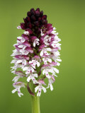 Buy Burnt Orchid, Close up of Spike, UK at AllPosters.com