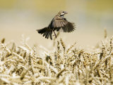 Sparrow, Flying Over Wheat Field, Switzerland
