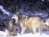 Buy Gray Wolves, Submitting to Alpha Male, Montana at AllPosters.com