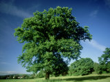 Oak in Summer