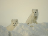 Arctic Fox, Along the Ice Edge of Hudson Bay, Near Churchill, Canada