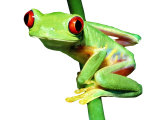 Red-Eyed Tree Frog