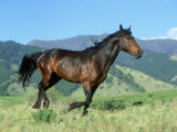 Buy Montana Traveler Stallion Running, Montana at AllPosters.com
