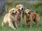 Golden Retriever, Adults with Older Pup Montana