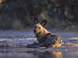 Wild Dog, Wet by Waterhole, Botswana