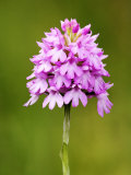 Buy Pyramid Orchid, Close up of Spike, UK at AllPosters.com