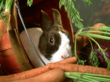 Buy Rabbit with Carrots at AllPosters.com