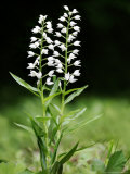 Buy Sword-Leaved Helleborine, Hampshire, UK Rare in the UK at AllPosters.com