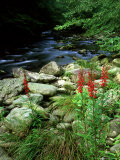 Buy Cardinal Flower in Flower, TN at AllPosters.com