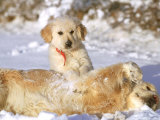 Golden Retriever, Playing in Winter