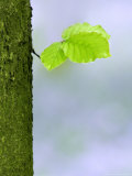 Leaf and Trunk Detail in Bluebell Forest, Chilterns, UK