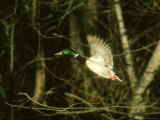 Buy Mallard, Drake, Montana at AllPosters.com