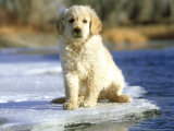 Golden Retriever Puppy, Sitting on Winter Ice