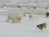 Buy Polar Bear, and Local Sled Dogs at Cape Churchill, Manitoba, Canada at AllPosters.com